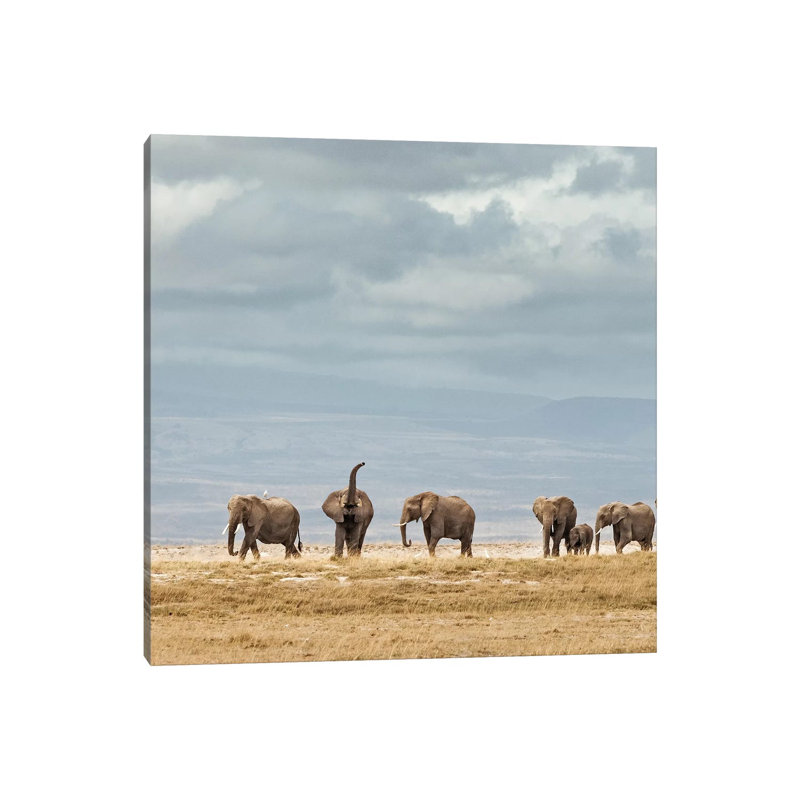 Colour Elephant Herd by Klaus Tiedge - Wrapped Canvas Print, 30.48 cm H x 30.48 cm W