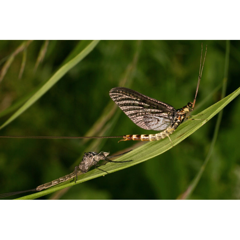 Dernell " Mayfly " by Englishriver, 12" H x 18" W  