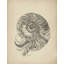 Intricate Nautilus Spiral by Josie George — Animal Wall Art-1050585465-1050585440-1050585469