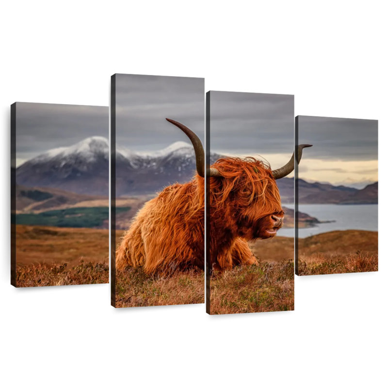 Brampt Highland Cow sentant le vent, H 22 po x l 36 po