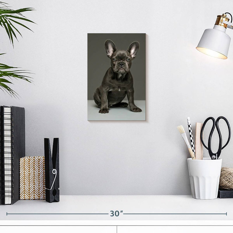 Chiot bouledogue français Brampt, H 12 po x l 8 po