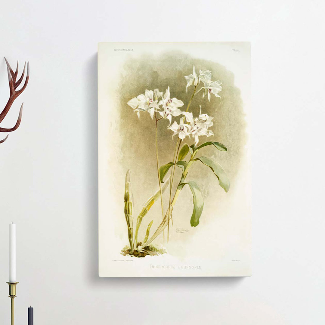 Magnolia Flowers Illustration Tab. 61 by Frederick Sander - Wrapped Canvas