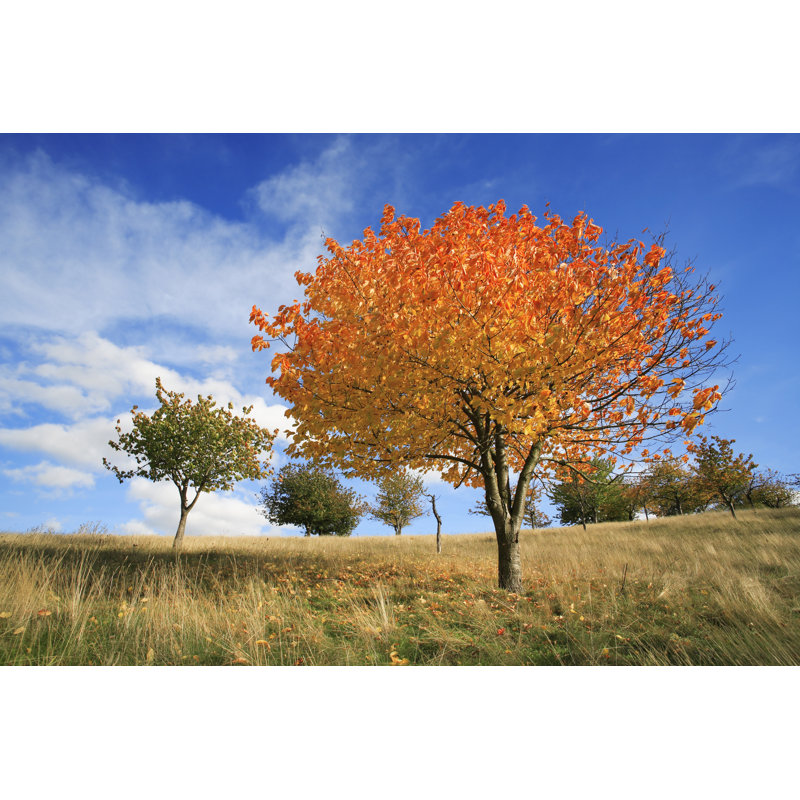 Orchard in Autumn, 20cm H x 30cm W