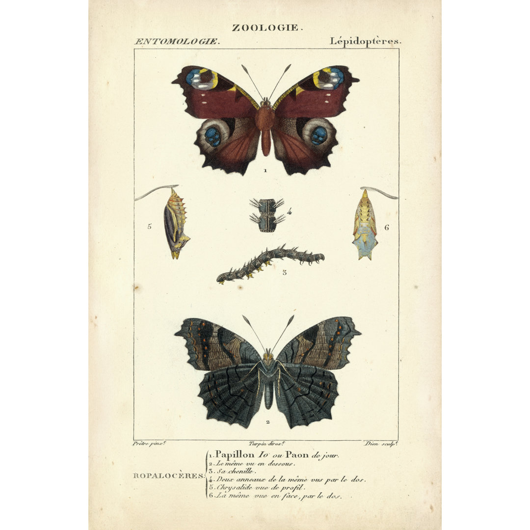 Leinwandbild Antique Butterfly Study II