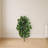 Ficus Artificial Tree