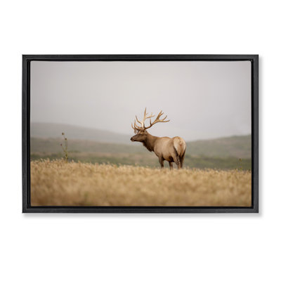  Photographie flottante «Tule Elk» par Crystal Lynn Collins