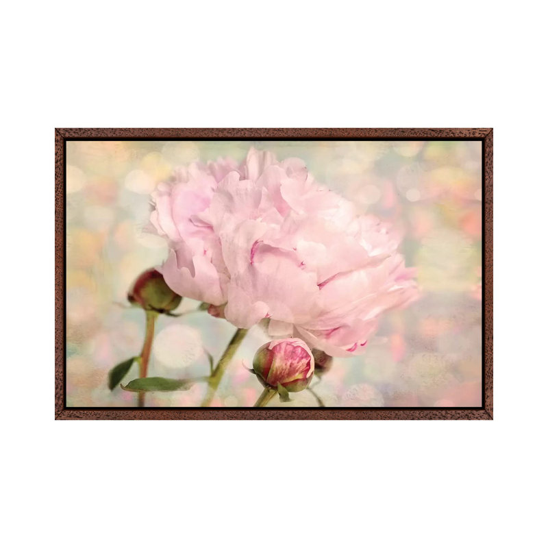 Pink Peony by Ros Berryman - Print on Canvas, 152.5 cm H x 101.5 cm W, Classic Brown Wood Framed