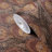 Raychel Vinyl Animal Print Wallpaper Roll