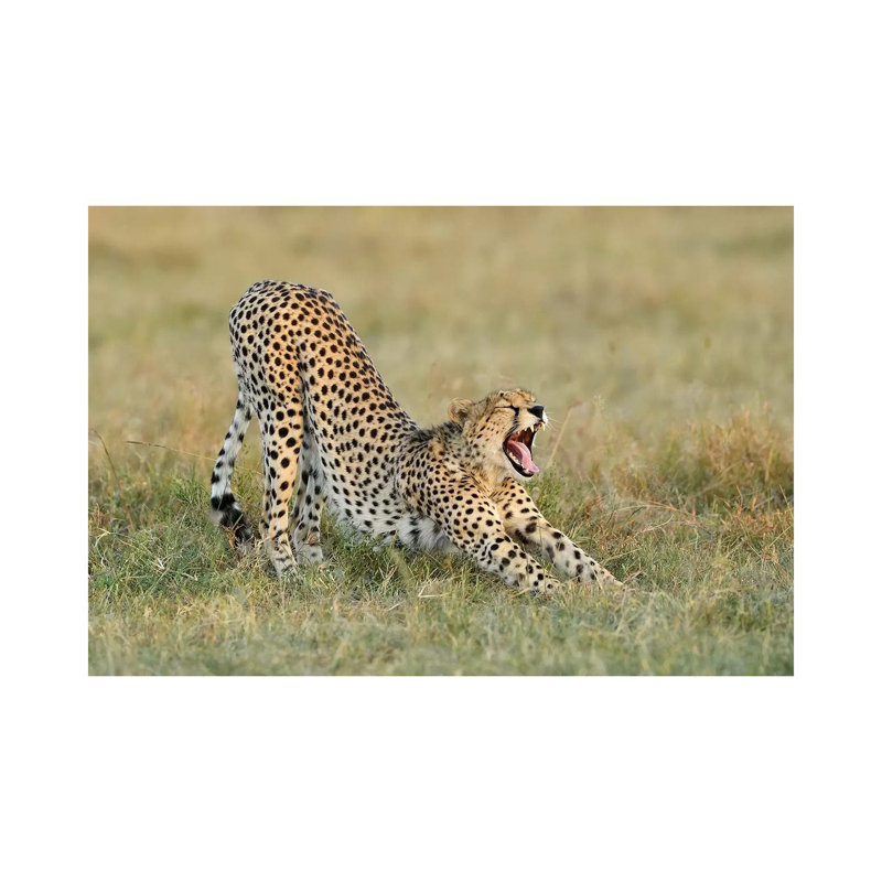 Steaching Cheetah by Elmar Weiss - Wrapped Canvas Print, 66.04 cm H x 45.72 cm W
