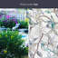 Jasmine Window Film 24" x 36"