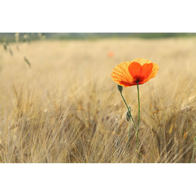 Close-Up Of Poppy by Aniszewski - Wrapped Canvas Print, 12" W x 8" H