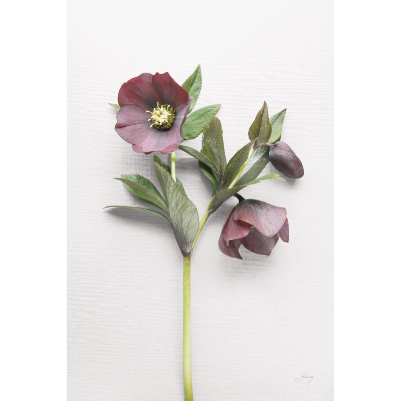 Hellebore Study V, H 12 po x l 8 po x P 1,25 po