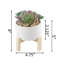 Succulent dans un pot-29552761