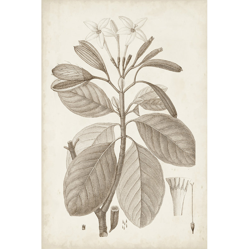 Antique Sepia Botanicals VIII - Art Print, 91 cm H x 61 cm W, Black Floater Framed