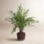Maidenhair Drop-in 18"