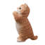 Chat tigré orange priant-116323235