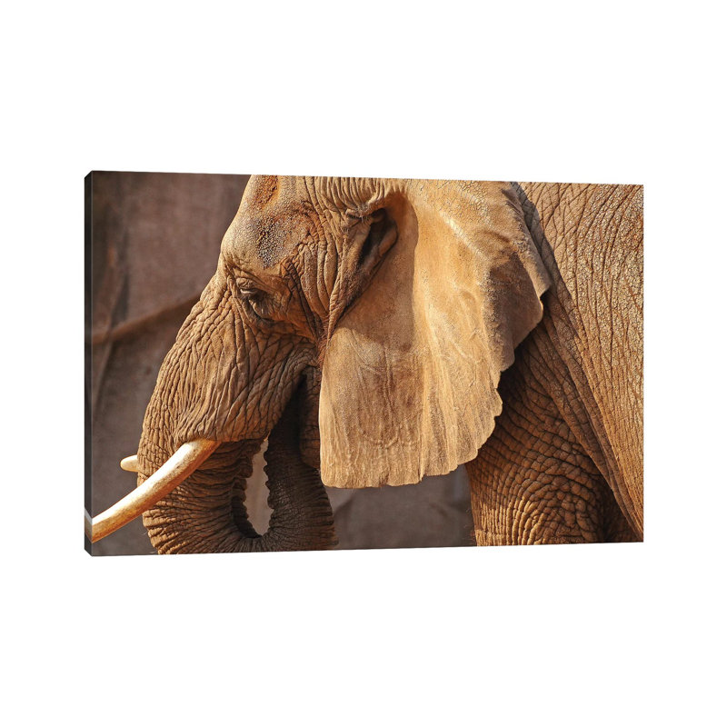 African Elephant by Brian Wolf - Wrapped Canvas Print, 20.32cm H x 30.48cm W x 1.91cm D