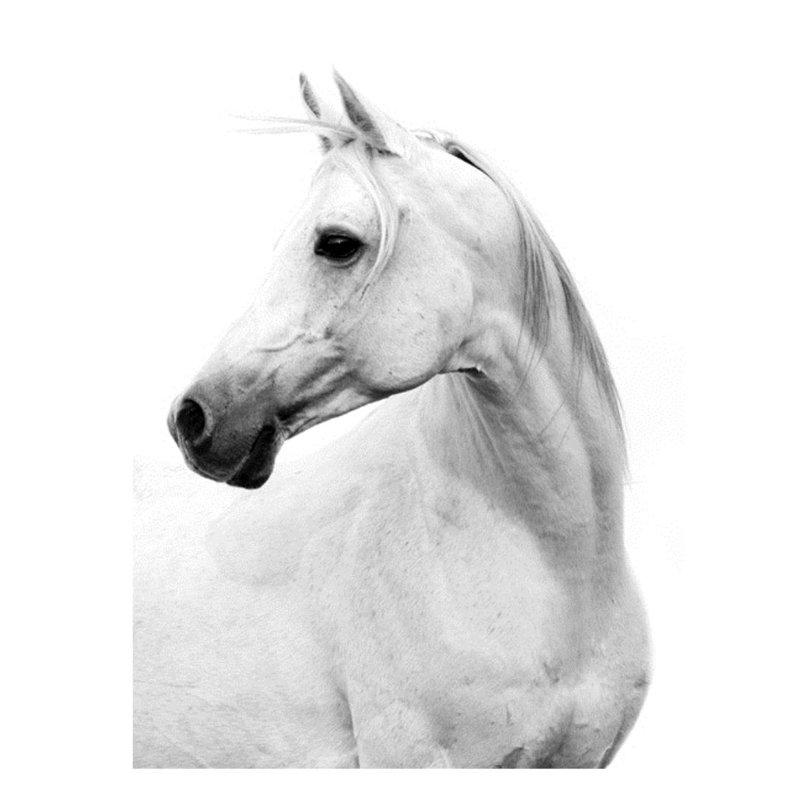 Le Cheval Blanc III Print by Sofia Fox, 32" H x 24" W x 1.5" D, Glass Coat