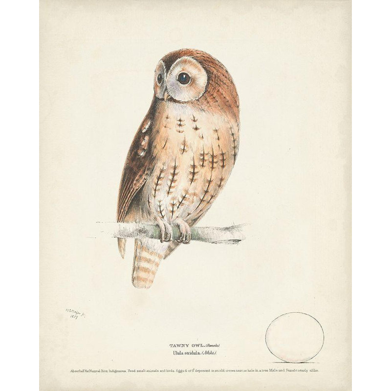 Art sur toile tendue par Millwood Pines Meyer, H.L., titré: Tawny Owl