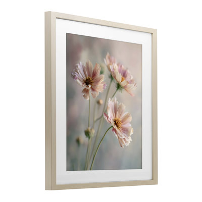 Pink Daisies Close Up Framed Print Under Glass, design by Franklyn Gregory