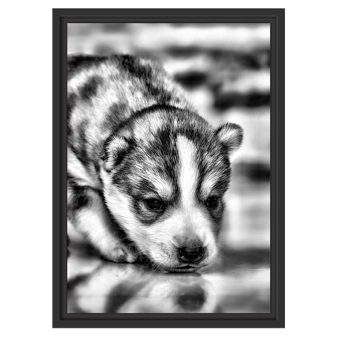 Gerahmtes Wandbild Husky Welpe