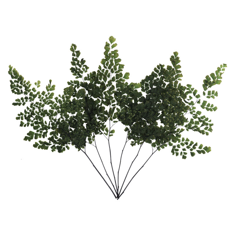 6'' Plant
