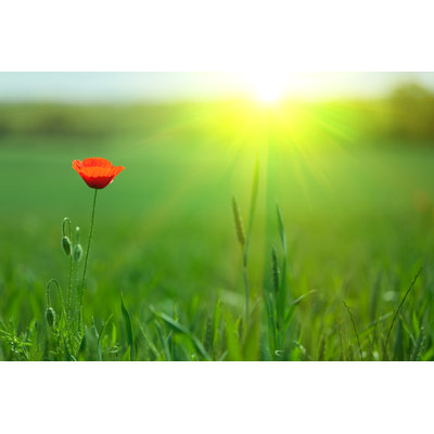 single poppy in sunlight 1 Piece Wrapped Canvas Wall Art