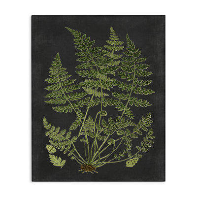 'Botanical Drawing Green Black Design' Graphic Art