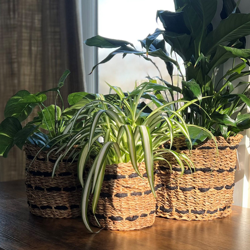 3 Piece Striped Plant Wicker Baskets