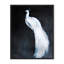 Nature Inspired Alabaster Majesty: White Peacock Against The Night-1691510550-1691510549-1691510529
