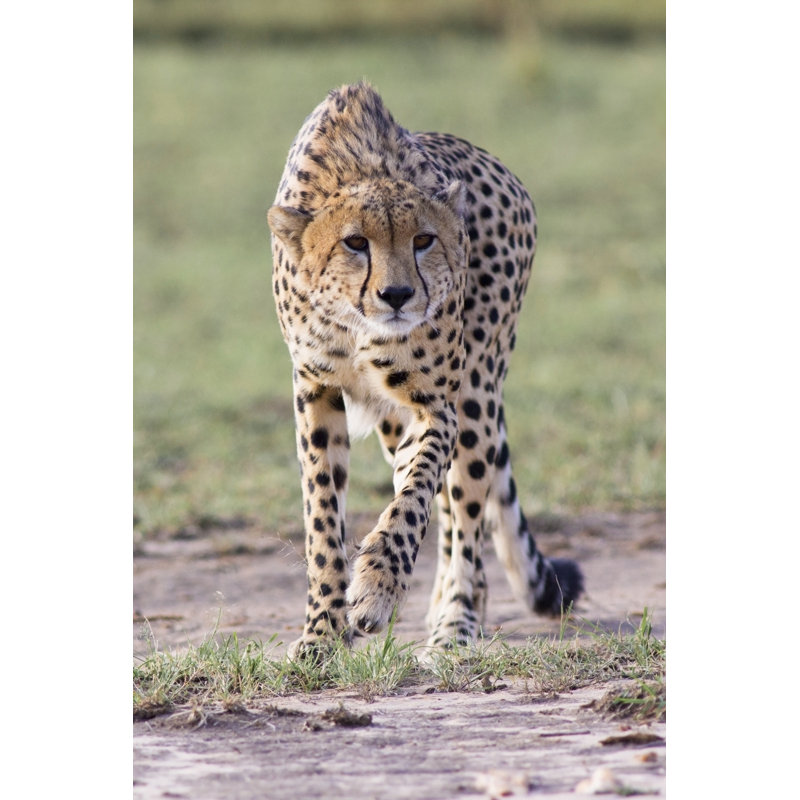 Stalking Cheetah by WLDavies - Wrapped Canvas Print, 30cm H x 20cm W x 3.8cm D