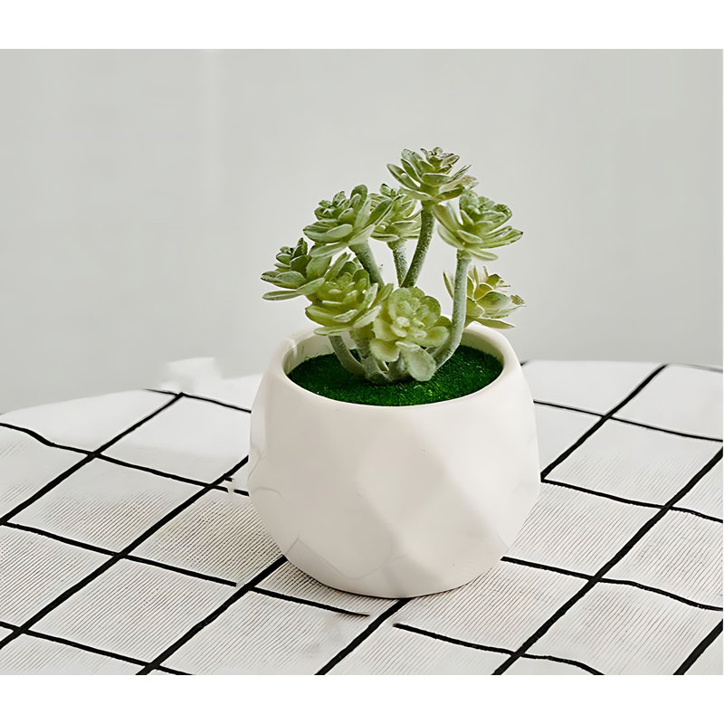 Plante grasse de 4,13 po