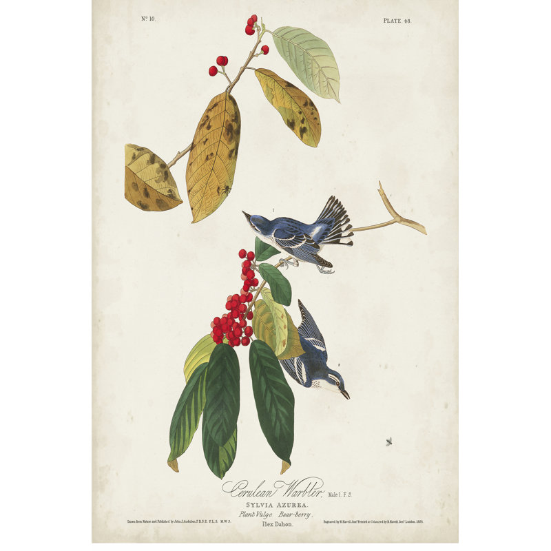 Pl 48 Cerulean Warbler by John Audubon - Wrapped Canvas Painting, 122cm H x 81cm W