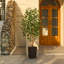 Adcock UV Protected Artificial Ficus Tree with Decorative Base, Faux Ficus Plant with Natural Trunk-1722551520-1722551526