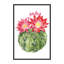 « cactus fleuri iii » par grace-pop, reproduction d’art-49904740-49904734
