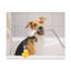 «Cute Mongrel Bath», art mural sur toile-302070442