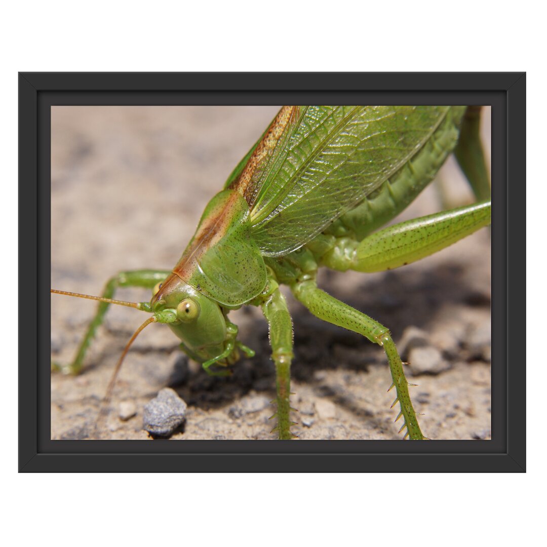 Gerahmtes Wandbild schöne Heuschrecke