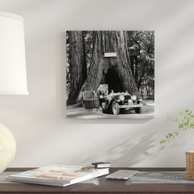 " 1930s Woman Driving Convertible Car Through Opening In Giant Sequoia Tree Trunk Coolidge Tree Mendocino California "