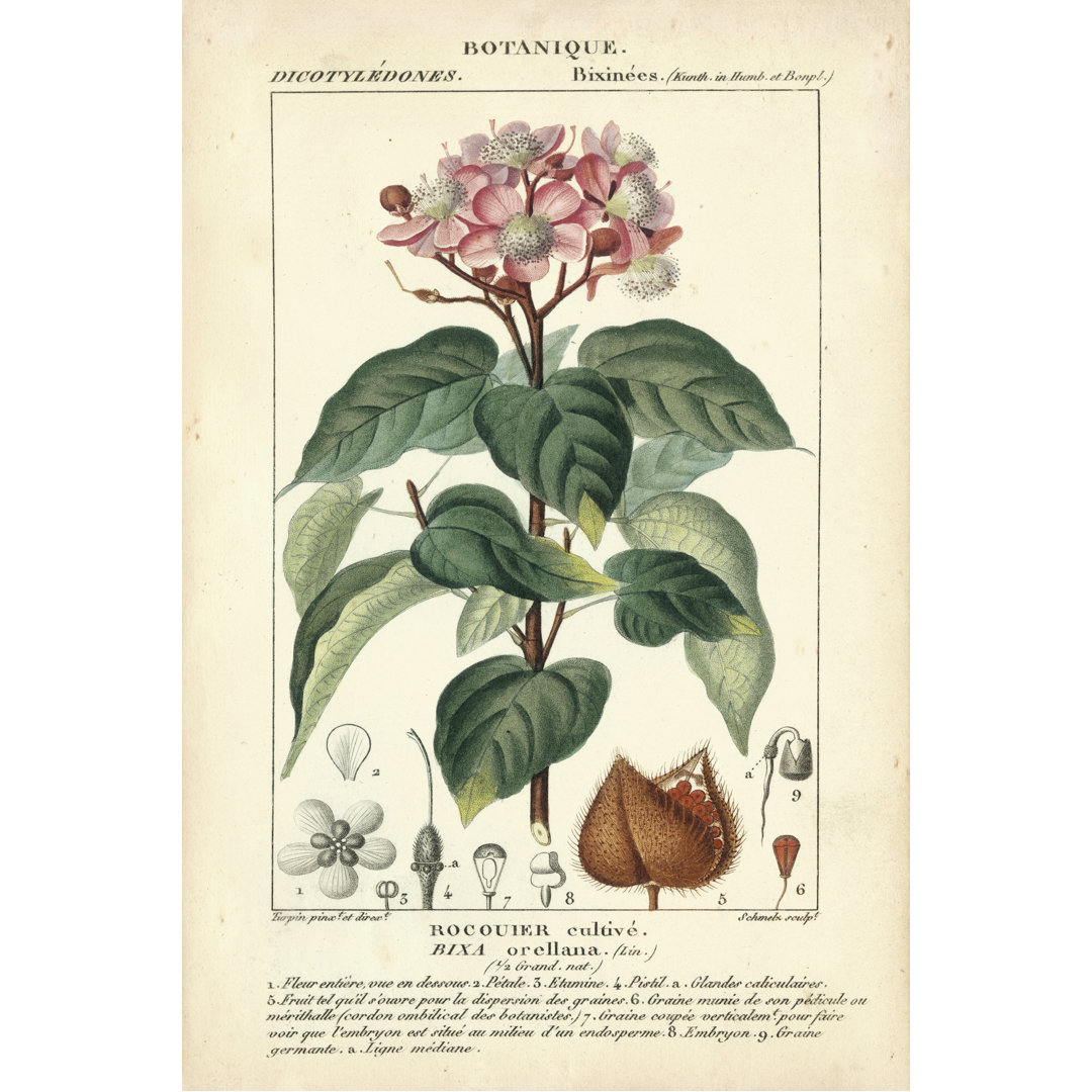 Botanische Studie in Rosa I