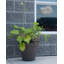 Pot à fleurs Cara-31644954-31644956