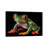 A Red-Eyed Tree Frog At The Sunset Zoo In Manhattan, KS. by Joel Sartore - Gallery-Wrapped Canvas Giclée on Canvas-1077933790-1077933789