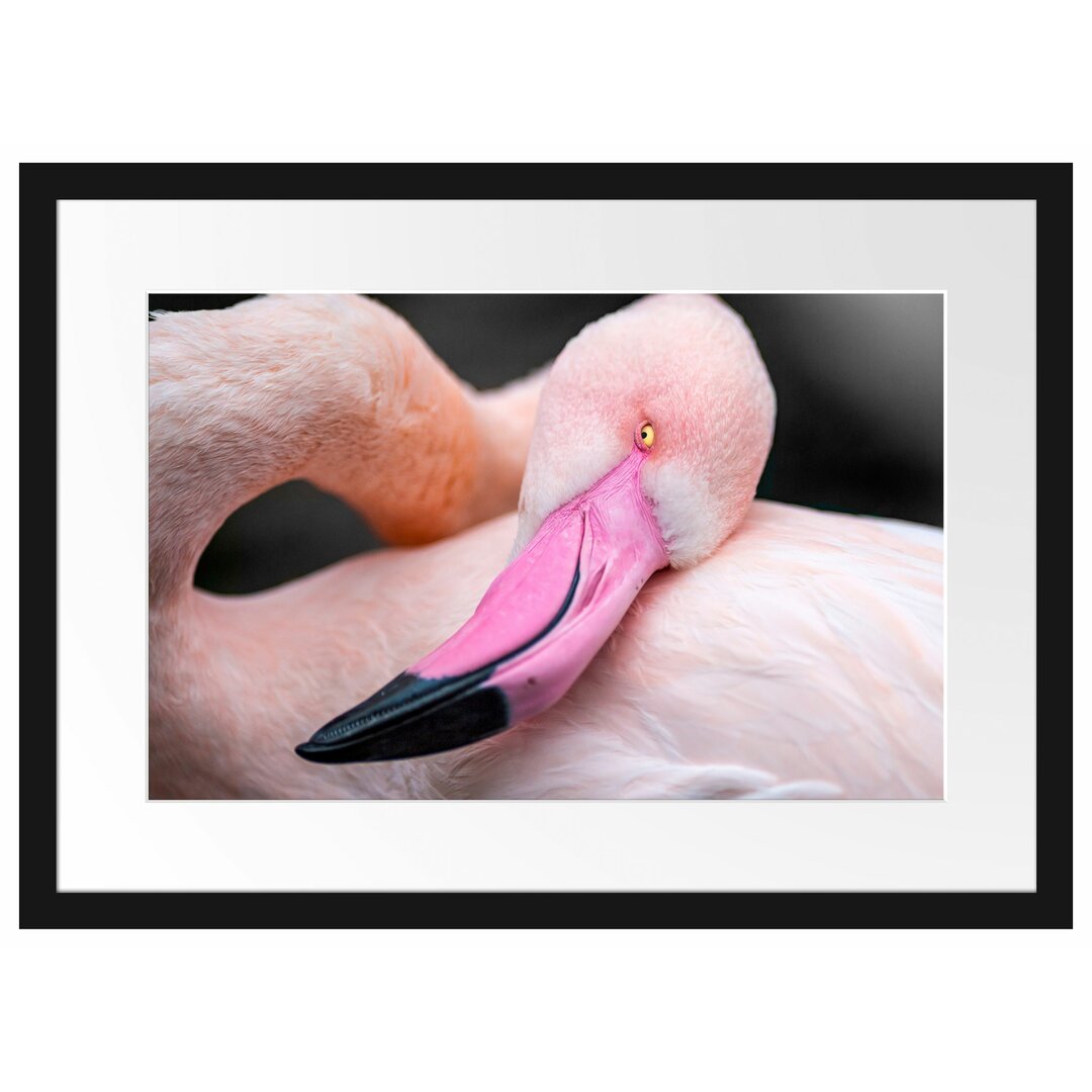 Gerahmtes Poster Eleganter Flamingo