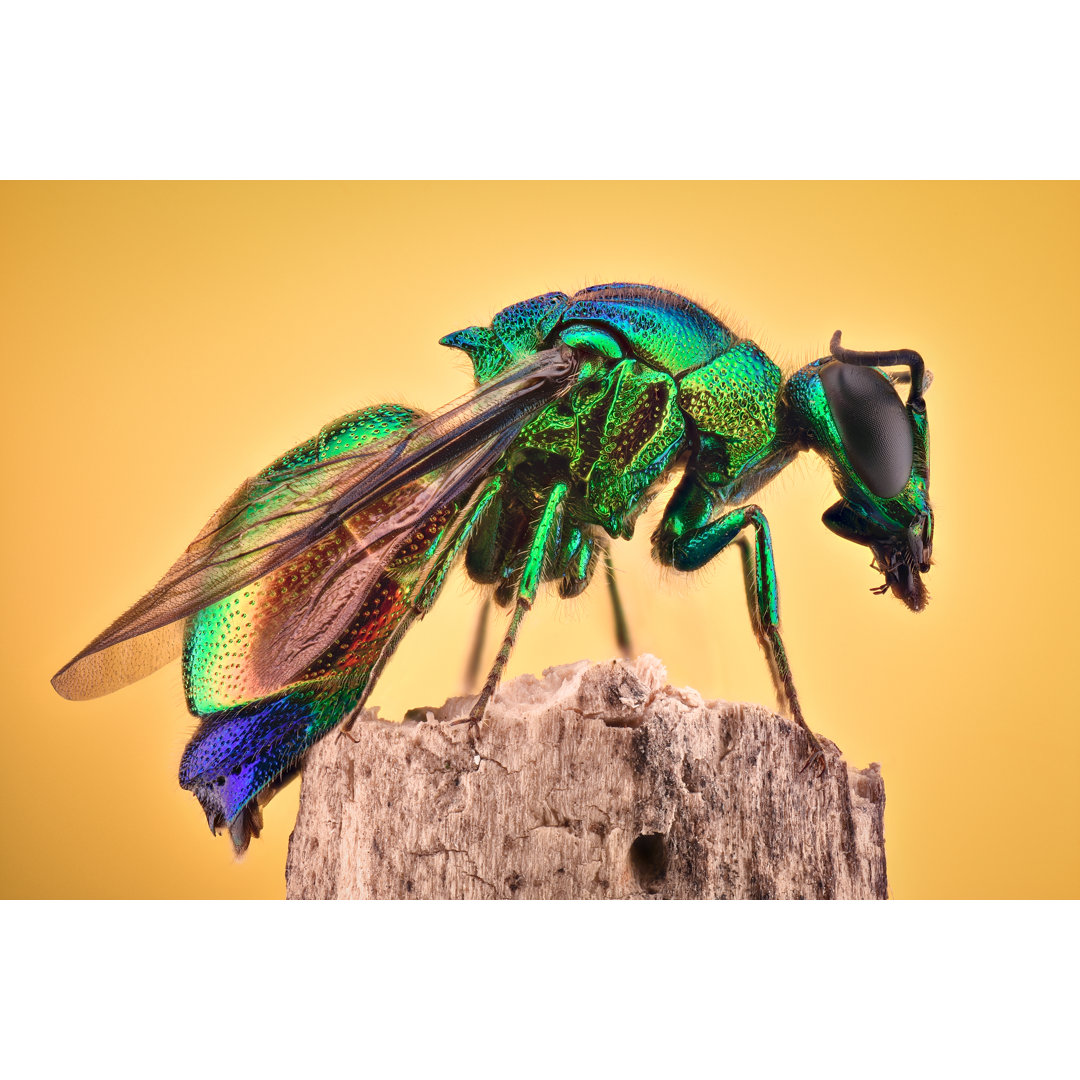 Cuckoo Wasp - Kunstdrucke auf Leinwand