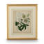 Cottage Florals II Framed Print