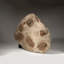 Selenopeltis Trilobite
