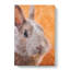 Bunny Rabbit in Colour - Wrapped Canvas-61848595