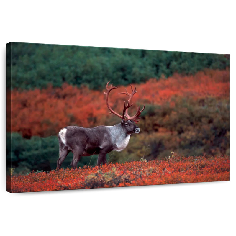 Caribou d'automne Brampt, H 32 po x l 48 po