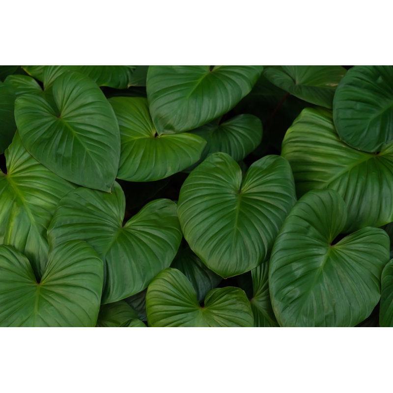 Tropical Big Green Leaves by Toons17 - Wrapped Canvas Print, 20cm H x 30cm W