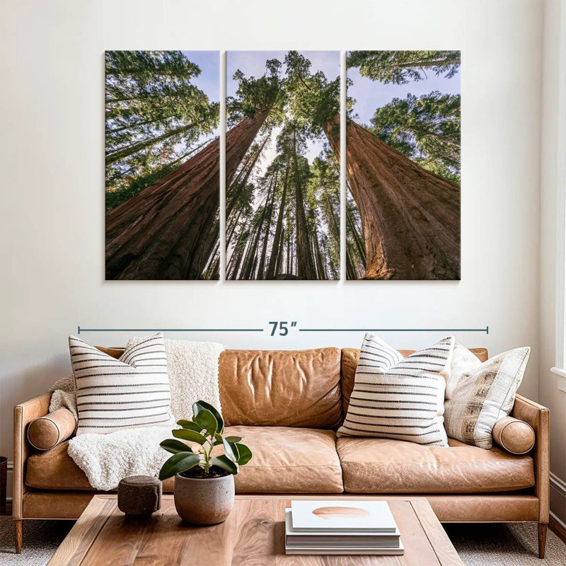 Sequoias From Below, 42" H x 65" W