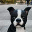  Chic Boston Charmer: Polyresin Figurine in Black and White